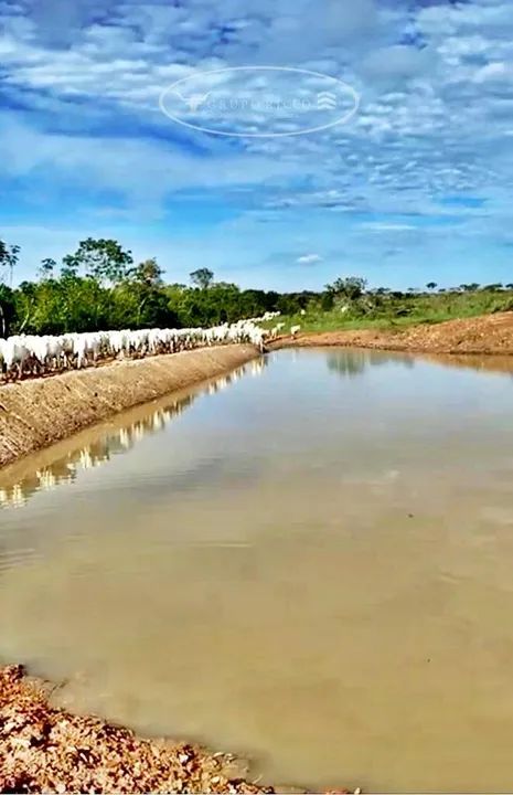 Fazenda Extra em Dueré-TO ! 301 Alqueires ! 500 Há para Lavoura