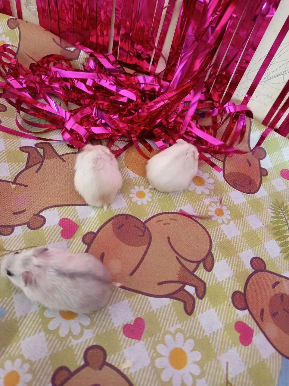 Hamster anão russo filhote  - Foto 2