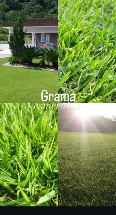 Grama de qualidade!! Esmeralda ou São Carlos. - Foto 2