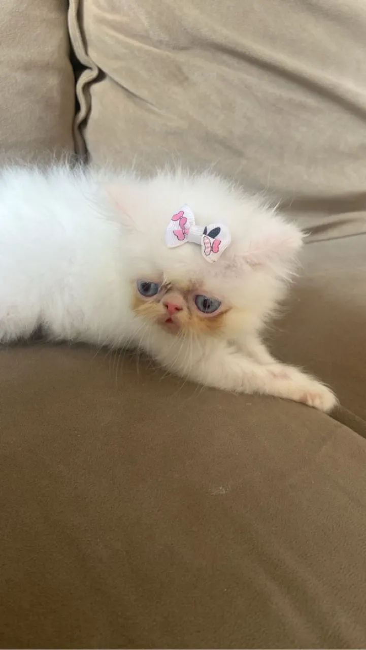 Machinho persa