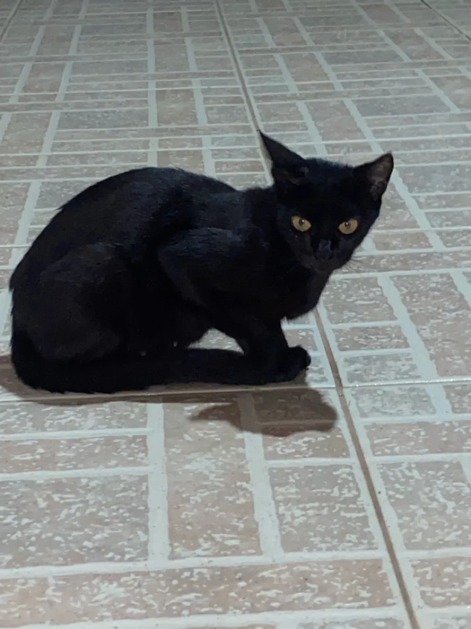 Mãe e gatinhos pretos para adoção