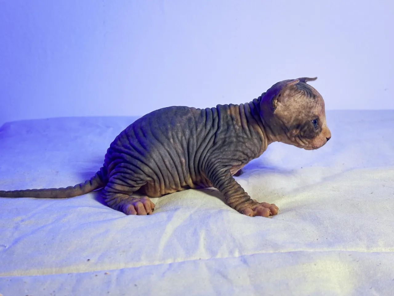 Sphynx - gato sem pêlo - Foto 6