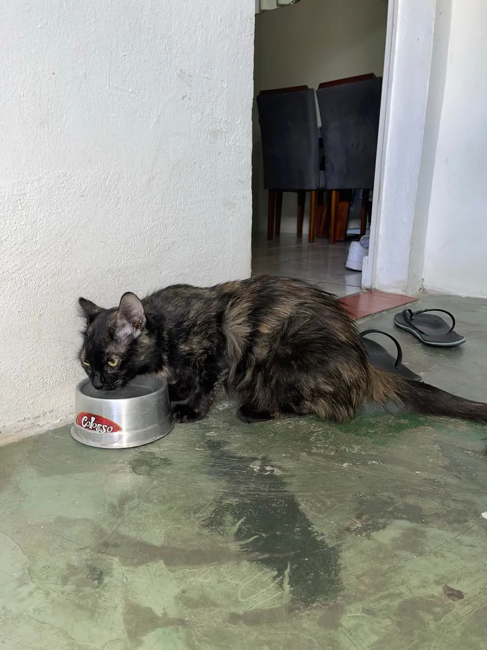 Gatinha pra adoção 