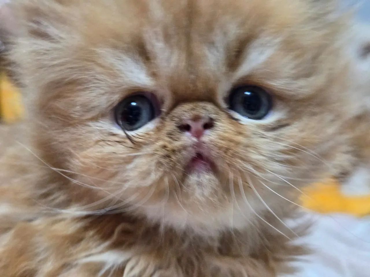 Filhotes de gato persa:exótico  - Foto 5
