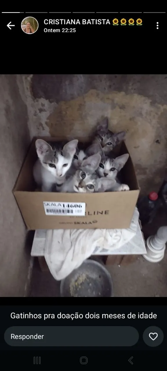 Filhotes de gatinhos