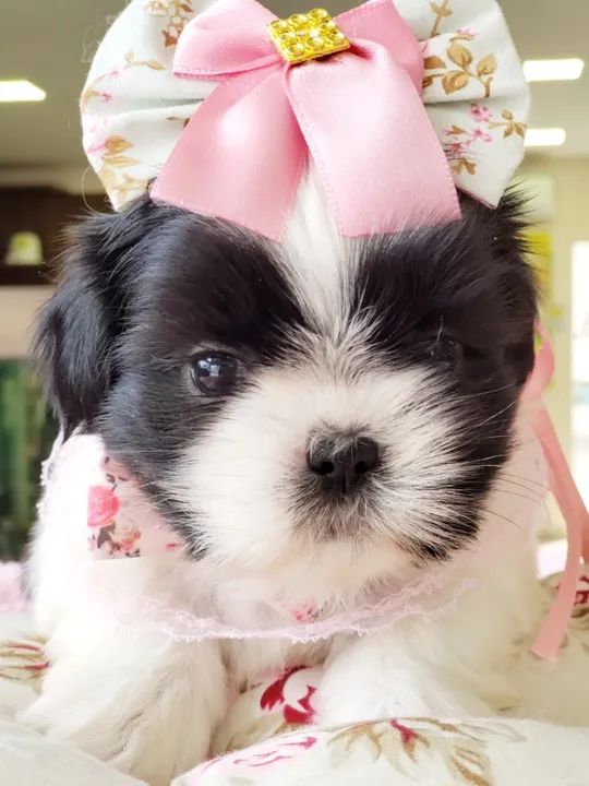 filhote de Shihtzu  - Foto 2