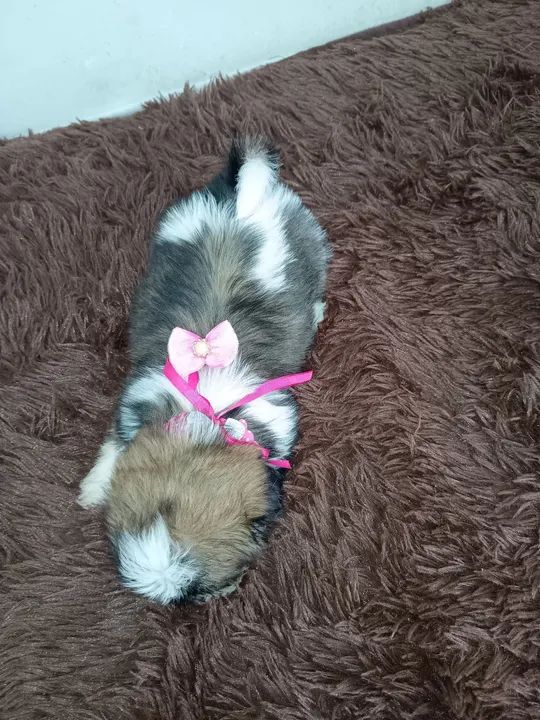 Feminha shih Tzu  - Foto 2