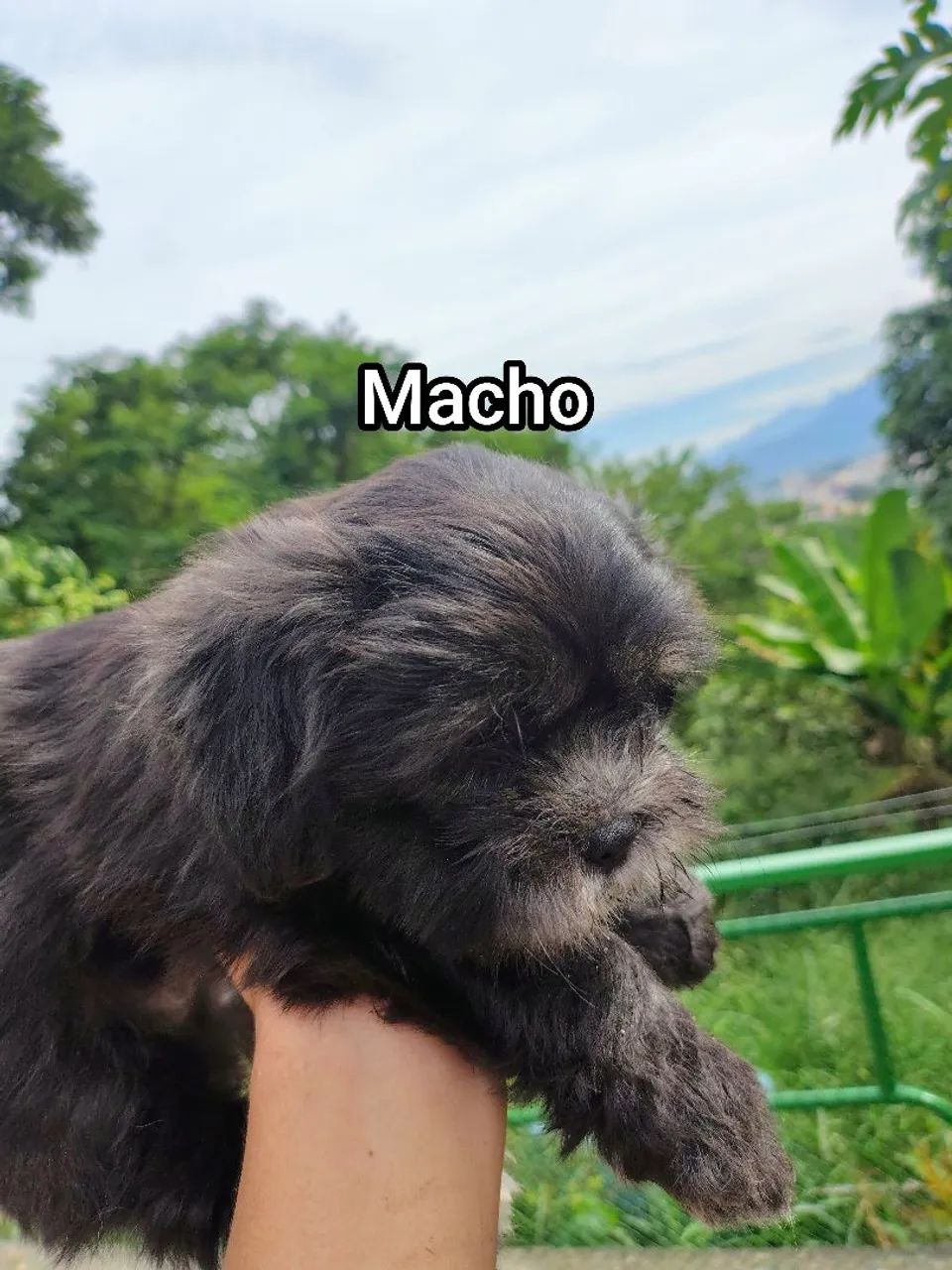 Filhotes de Lhasa Apso - Foto 4