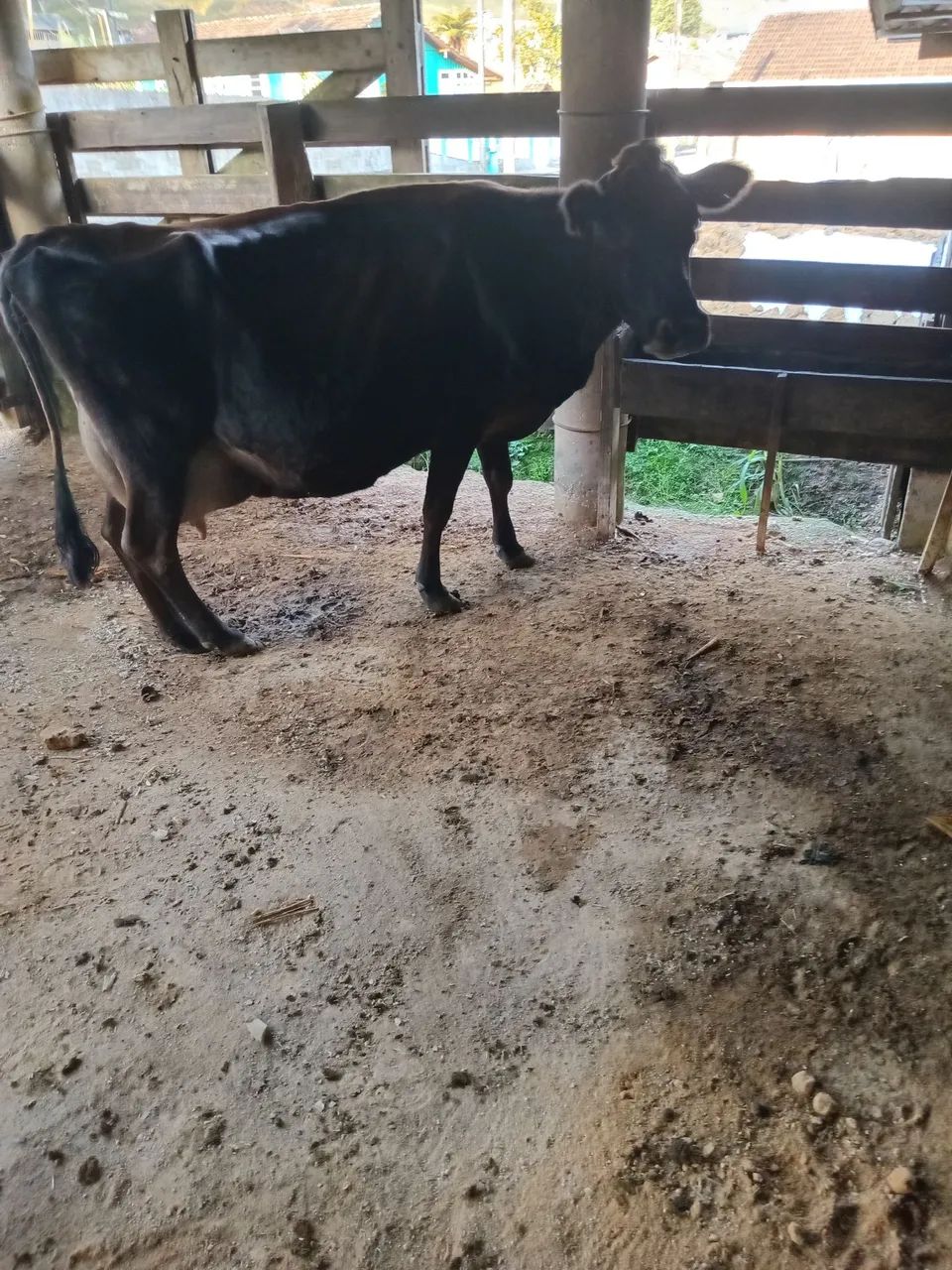 Vaca leiteira treis vacas para vender  - Foto 3
