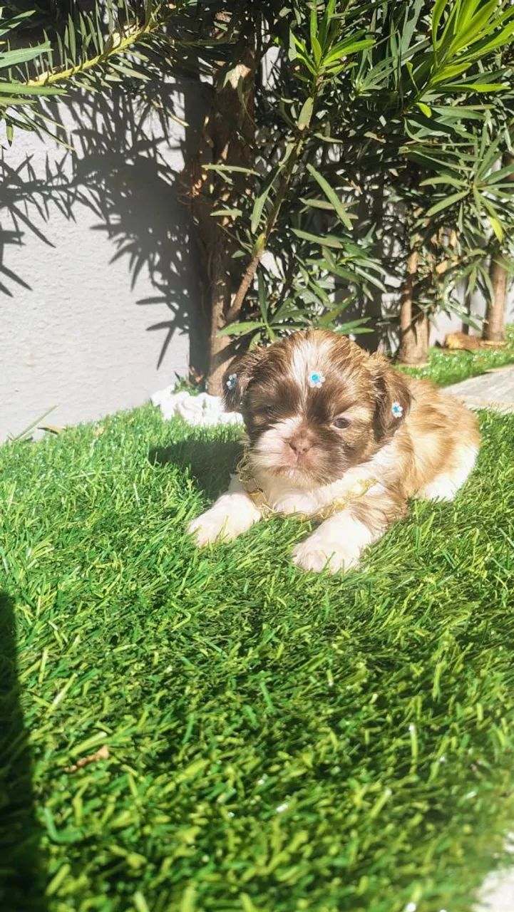 Mini shihtzu macho chocolate olhos azuis  - Foto 3