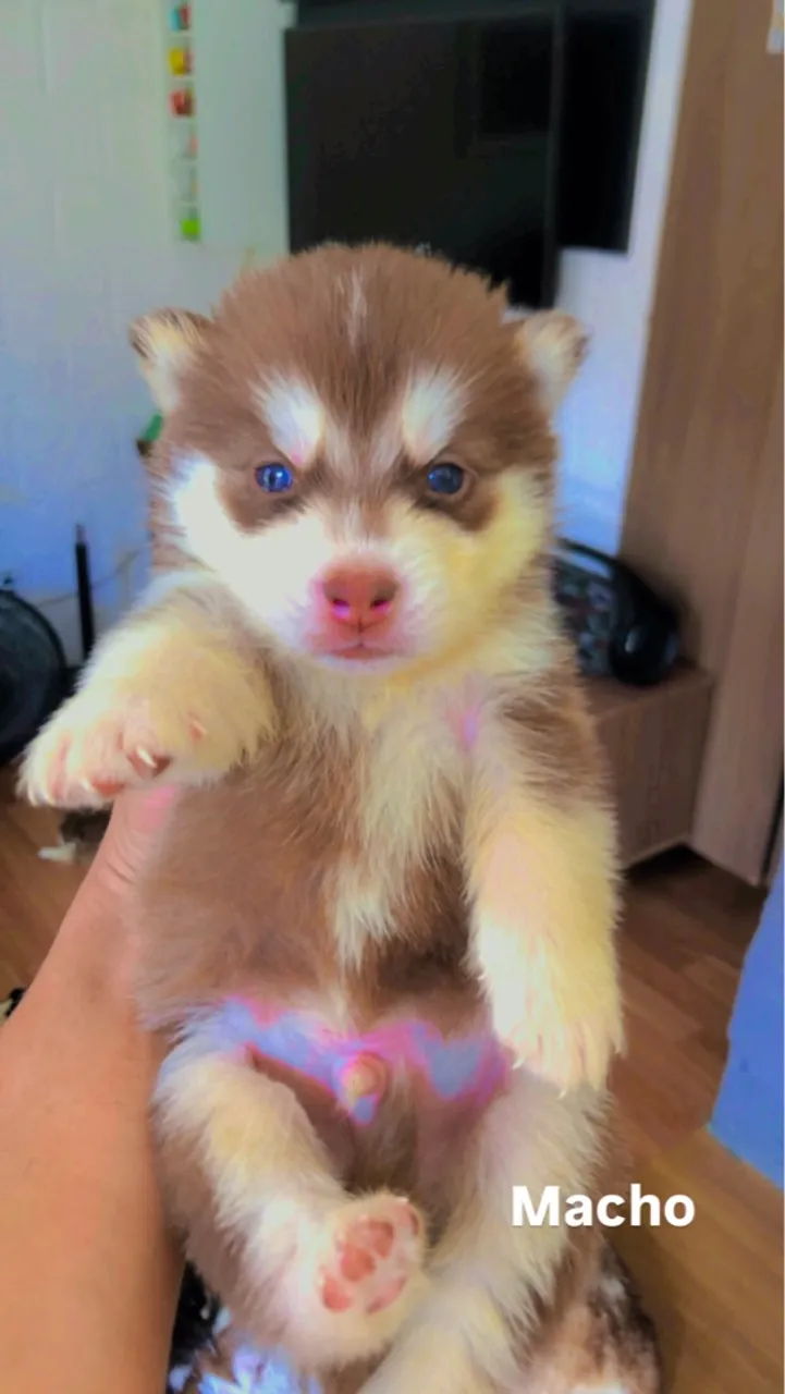 Filhote Macho Husky Siberiano - Fofo e Adorável!