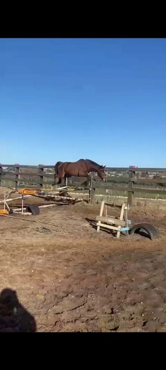 Cavalo para venda de hipismo pra escolinha ou prova. - Foto 4