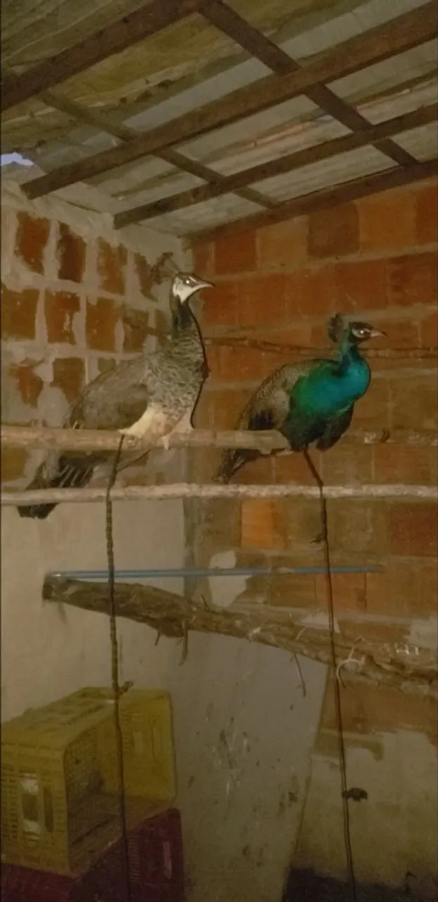 Casal de pavões