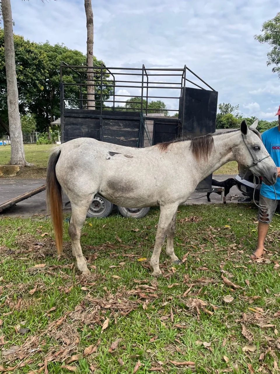 Vendo três éguas - Foto 4