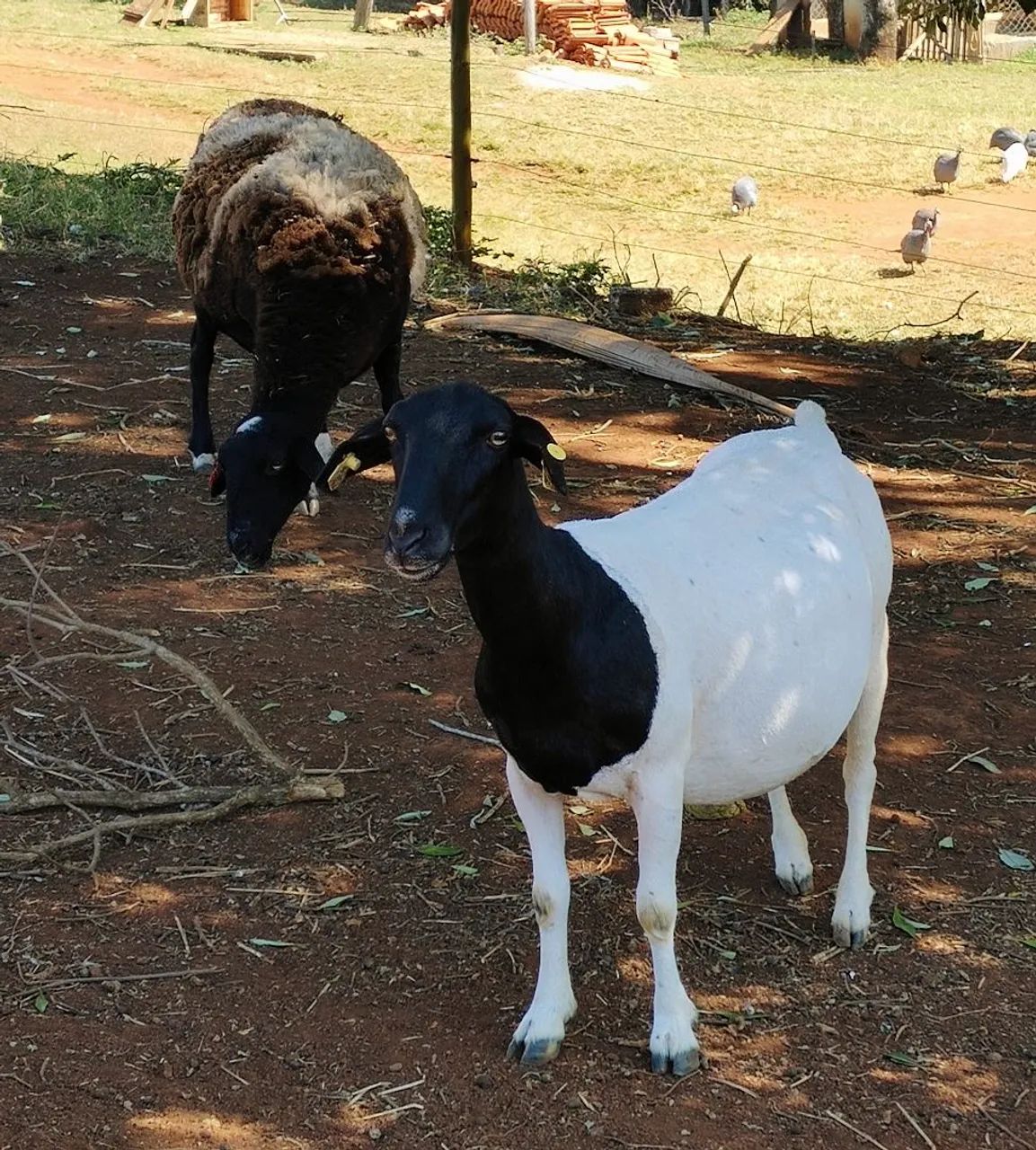 Ovelha Dorper - Foto 4