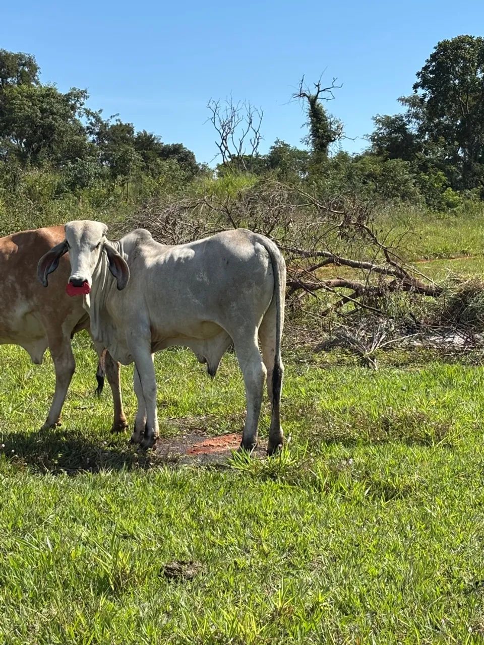 Bezerro macho - Foto 2