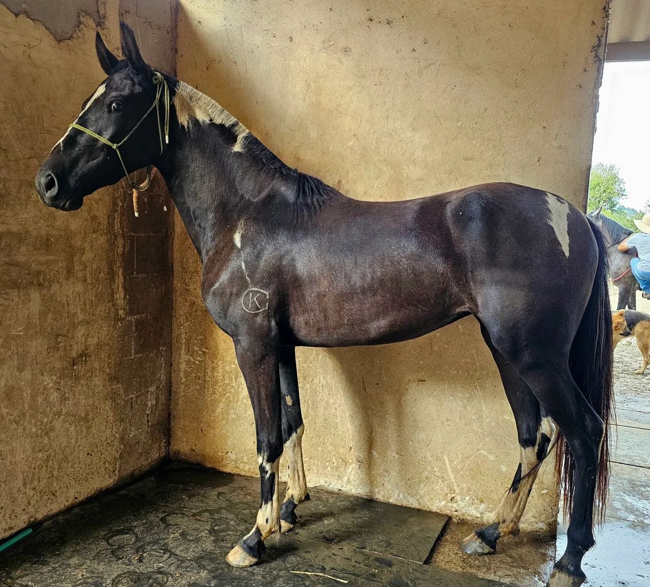 Égua  Mangalarga Marchador - Foto 3