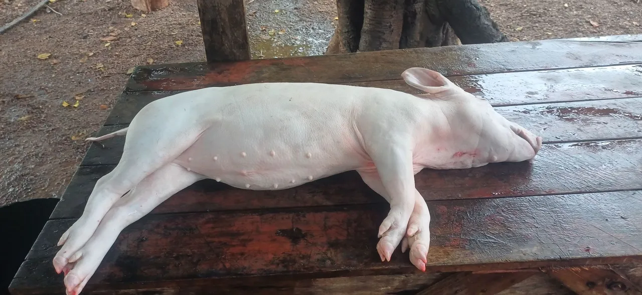 Porco Caipira
