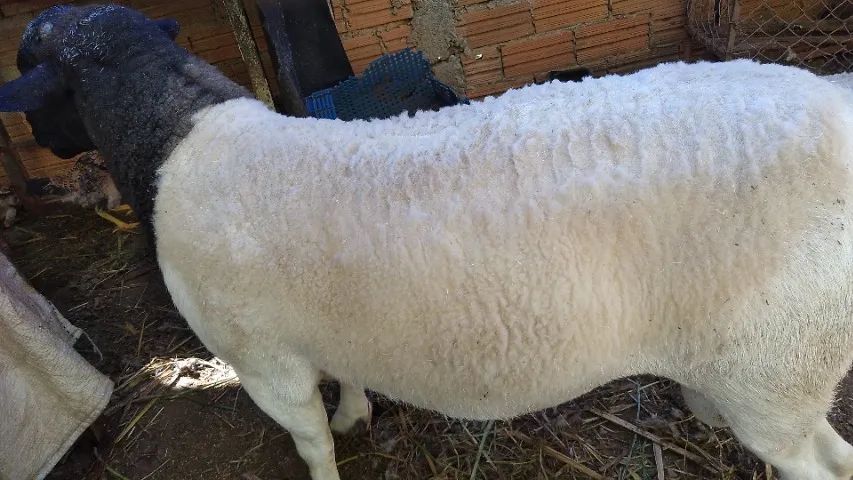 Carneiro Dorper Buria  - Foto 5