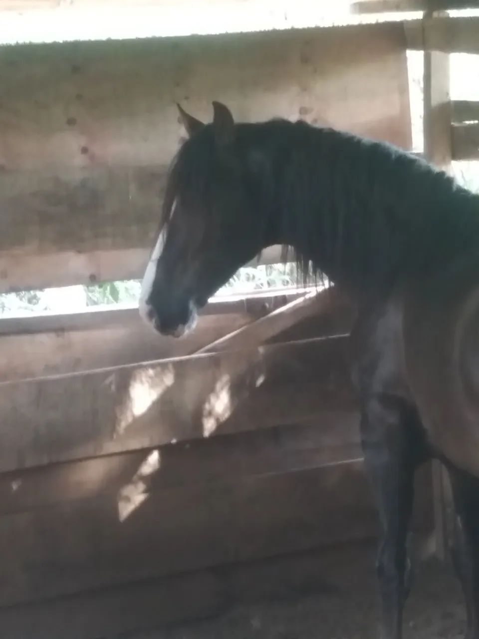 Mangalarga marchador  - Foto 3