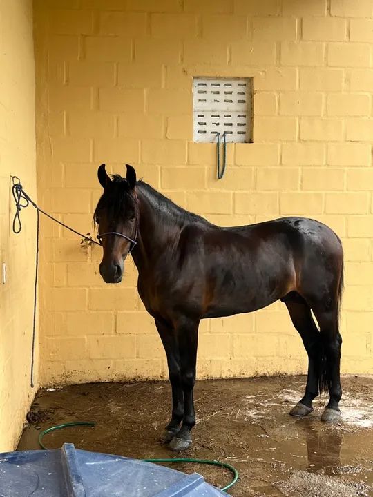 Cavalo Mangalarga Marchador castrado  - Foto 6