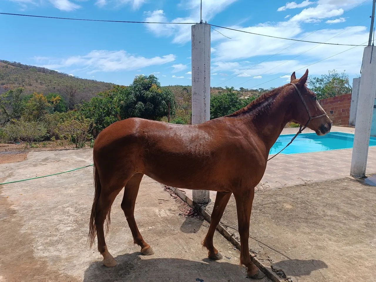 Égua castanho com mancha branca, 3.300.00 com uma cela australiana completa - Foto 5