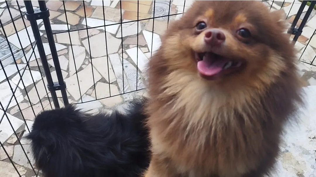 Lindo presente para os namorados! Filhote de cachorro preto fofo spitz macho