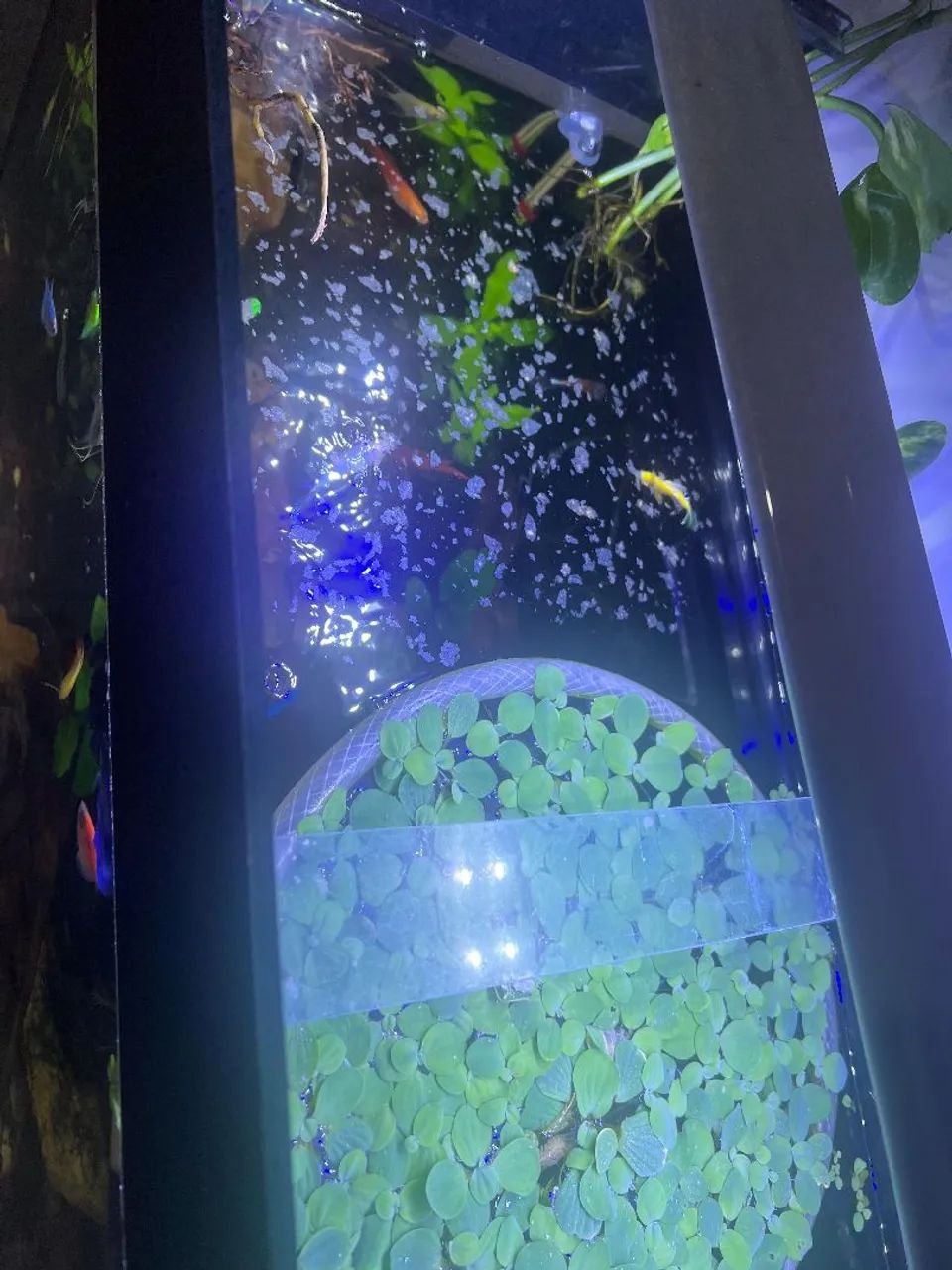 Aquário 100 litros com suporte  - Foto 4