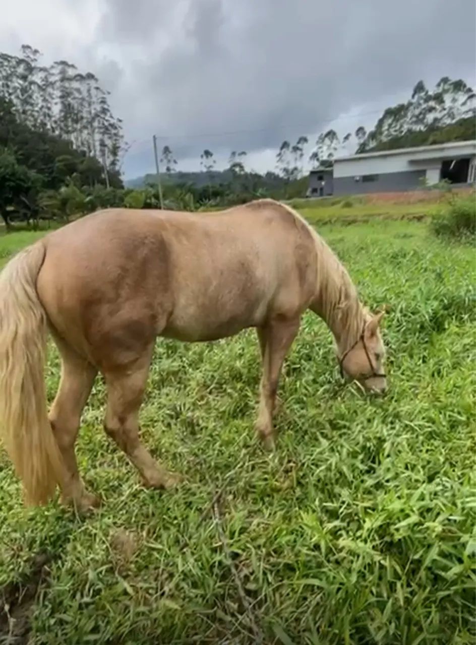 Vendo Mangalarga Marchador - Foto 3