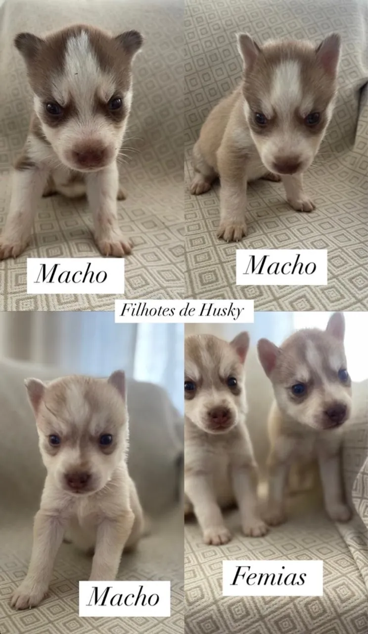 Filhotes de Husky Siberiano