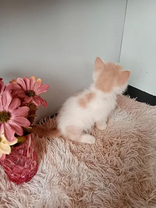 Gatinho Persa com olhos azu - Foto 4