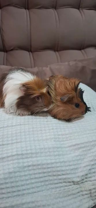 Dois porquinhos da índia fofinhos para adoção - Foto 4