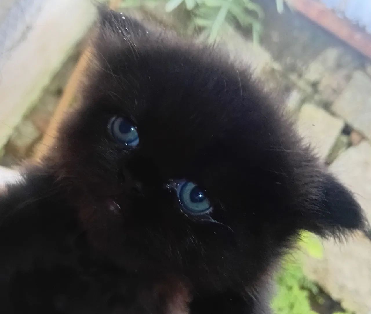 Persa Fêmea Escaminha 