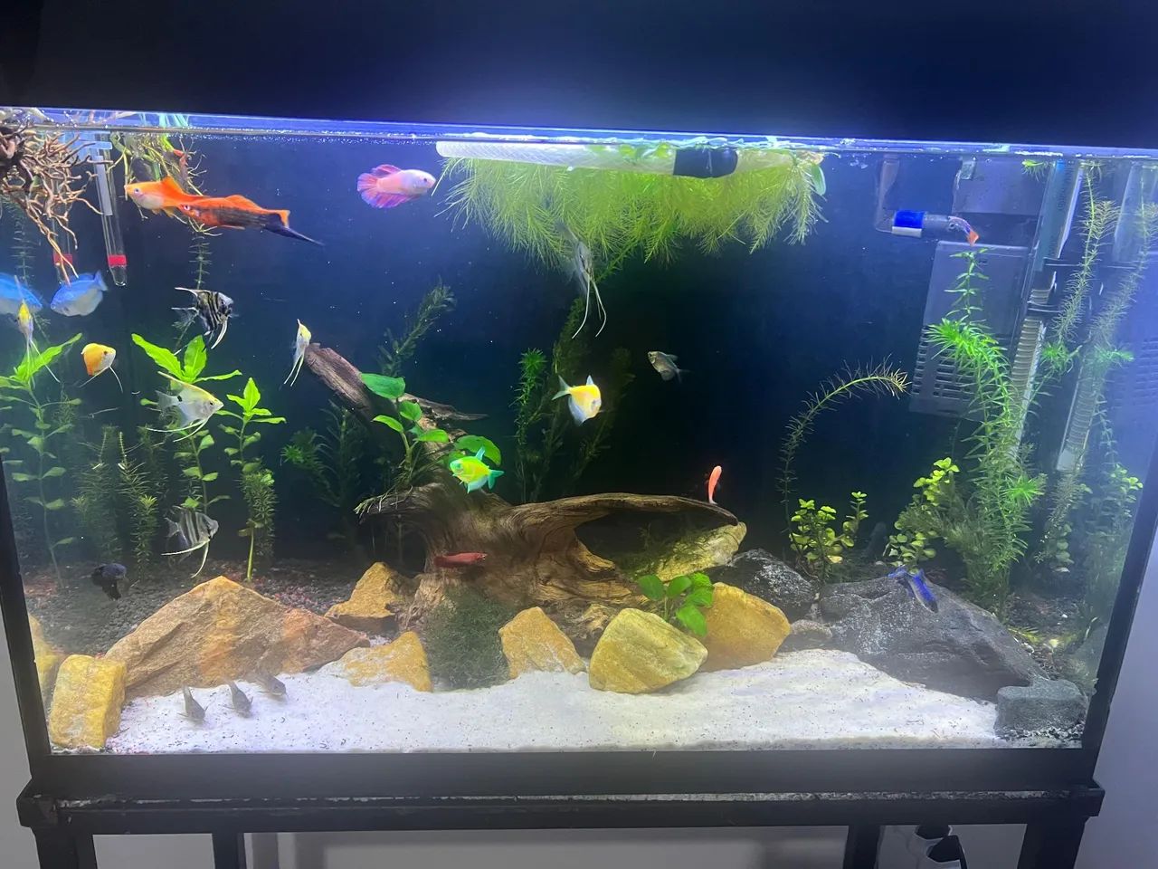 Aquário 100 litros com suporte  - Foto 3