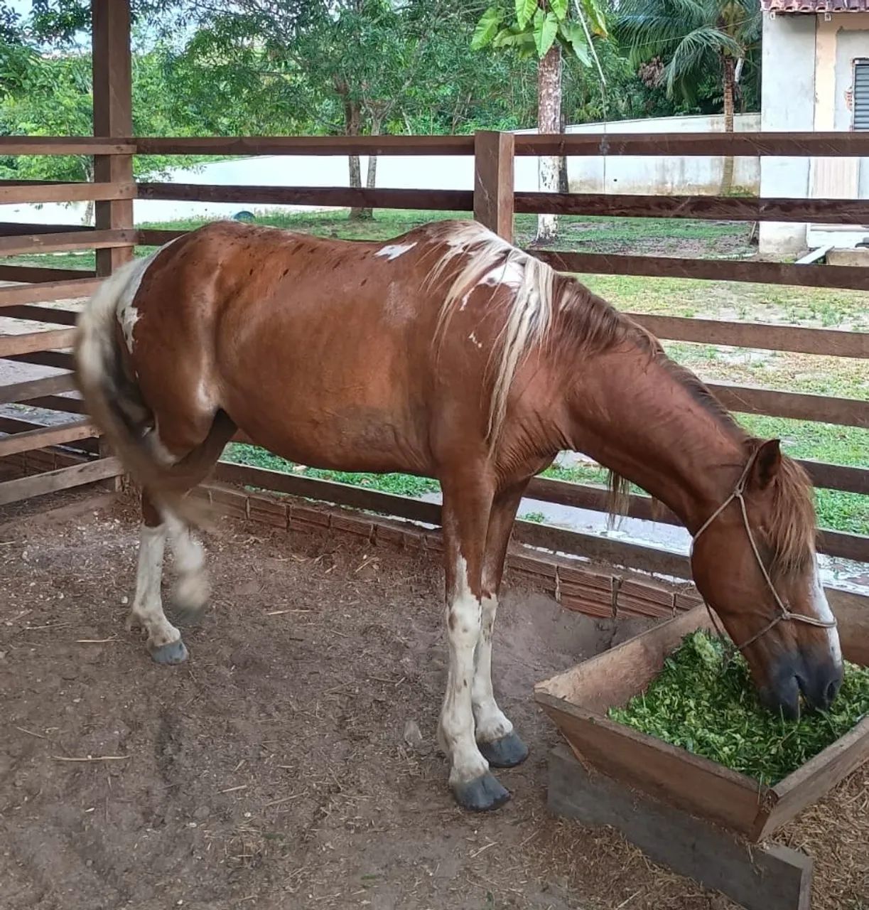 Vendo três éguas - Foto 2