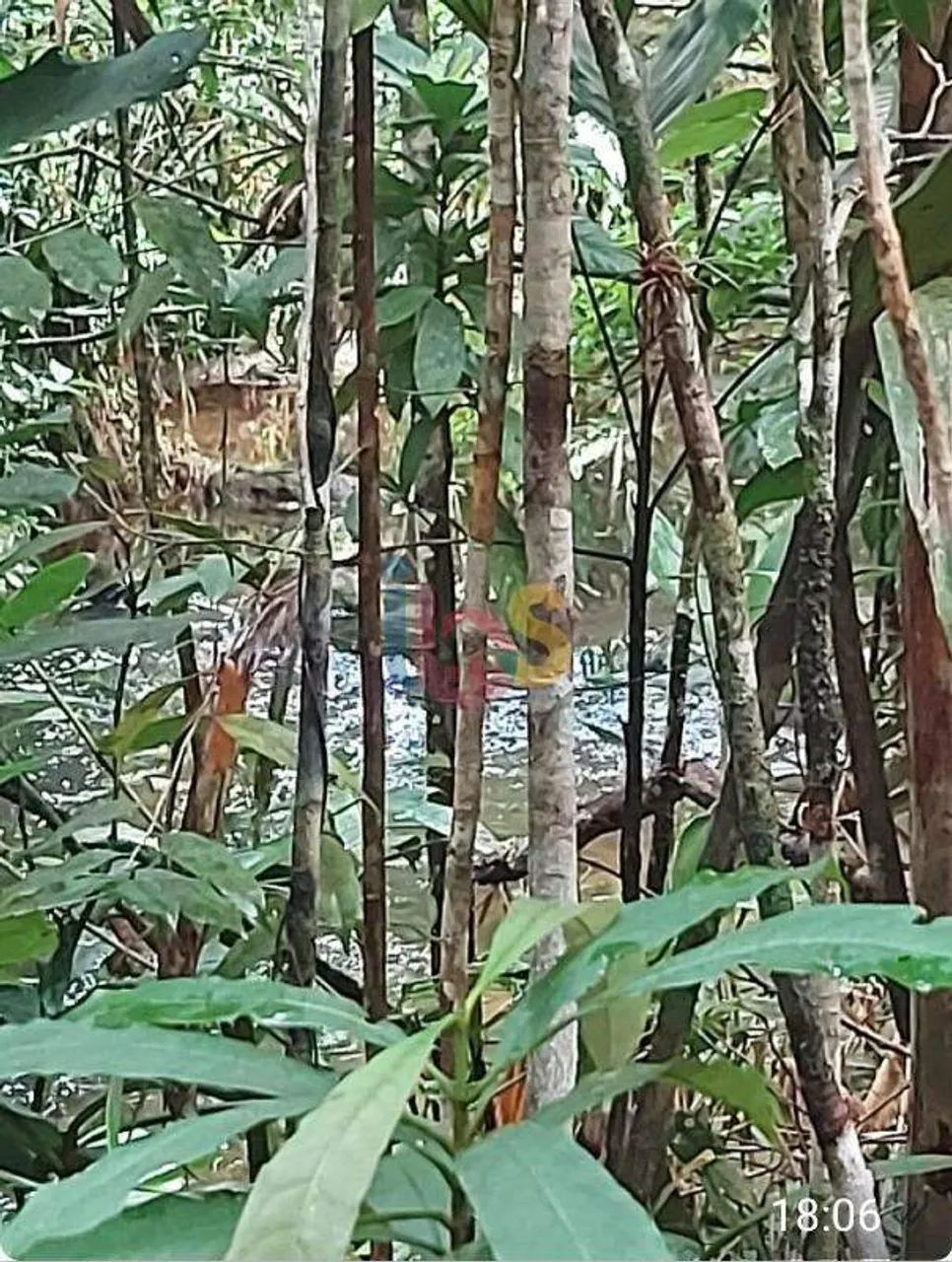 TERRENO NA MATA ATLÂNTICA - Foto 5