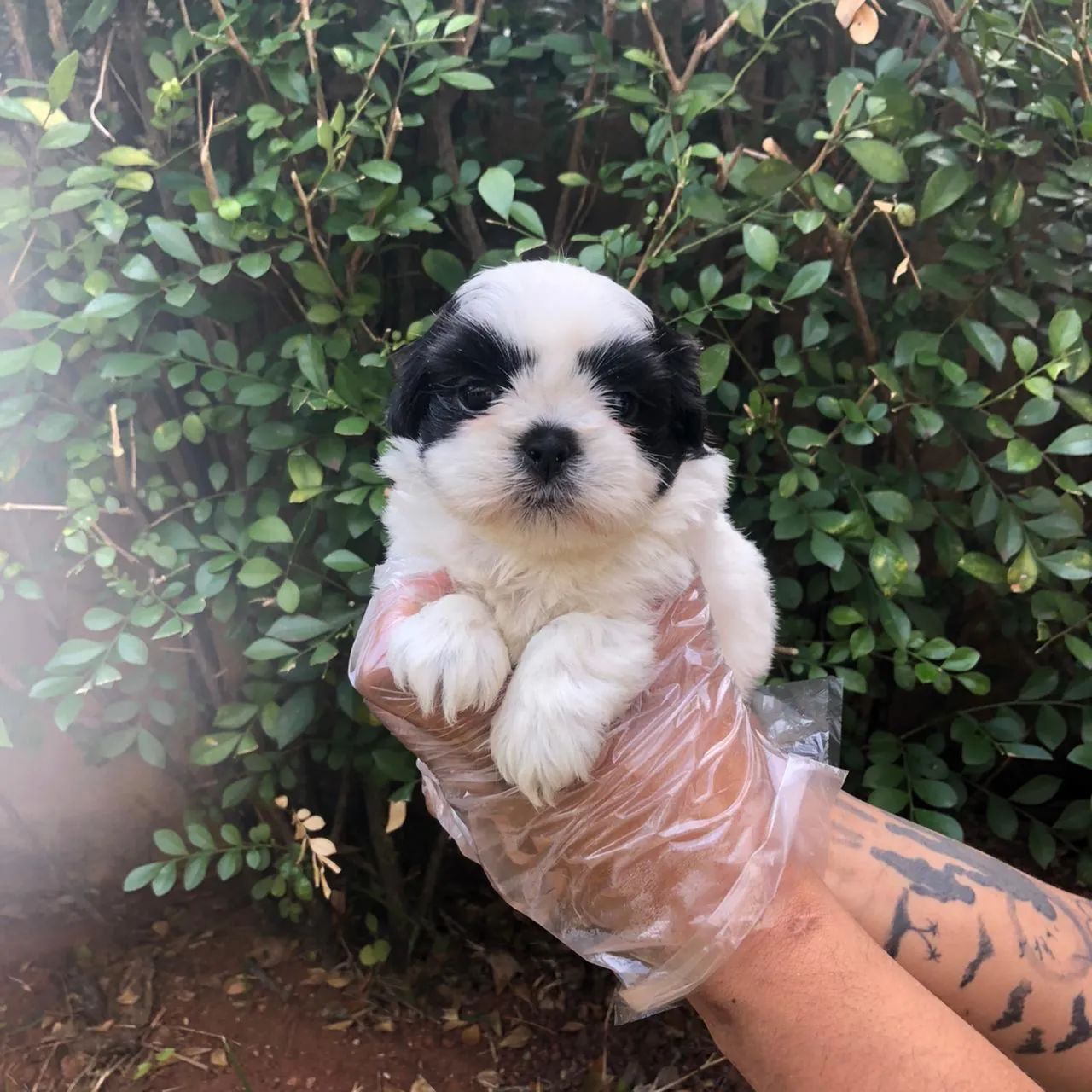 Shih -tzu todas as cores machos e femeas predigree  - Foto 2