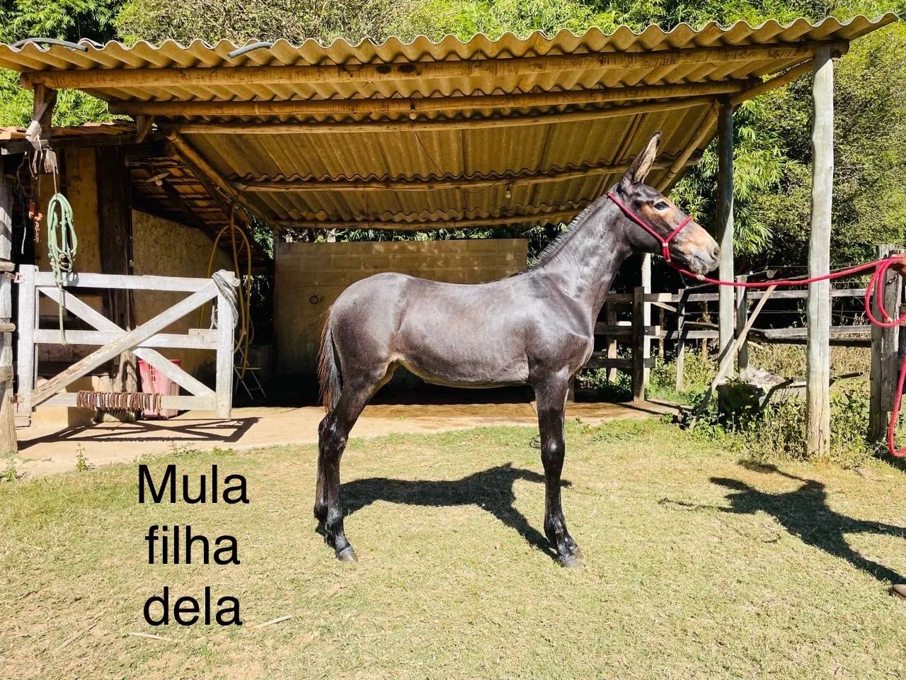 ÉGUA MANGALARGA MARAVILHOSA BATIDA - Foto 4