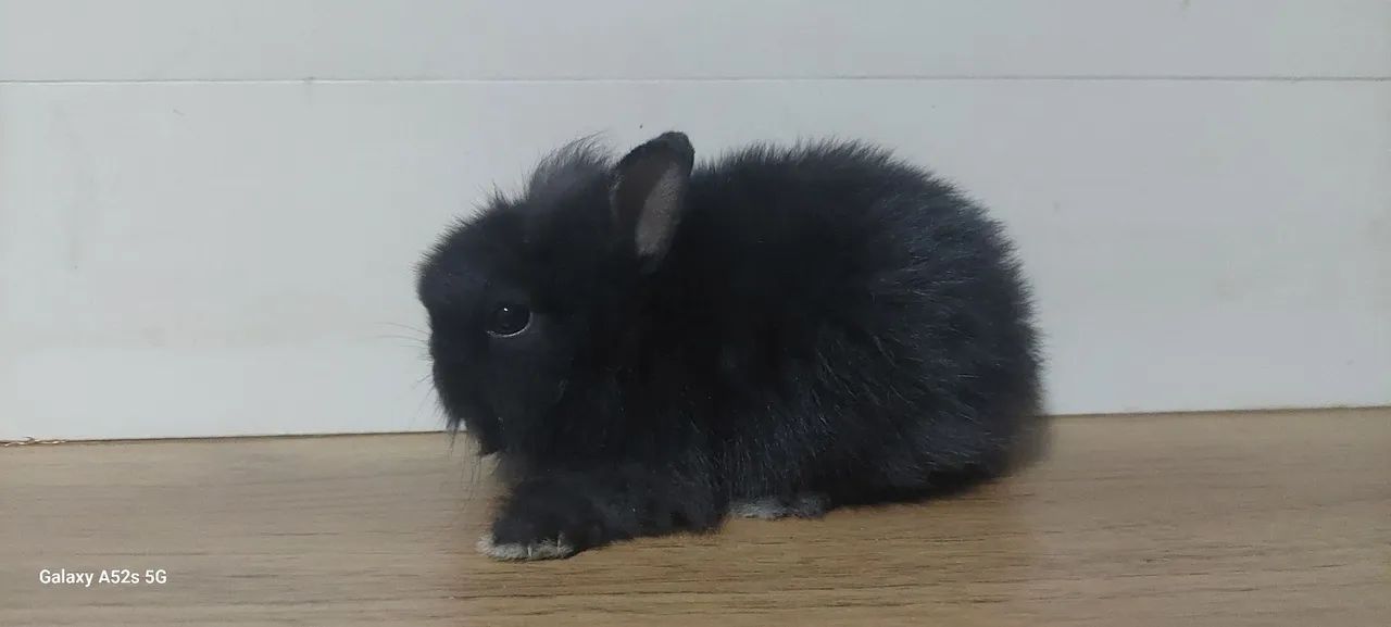 Mini coelhos netherland 