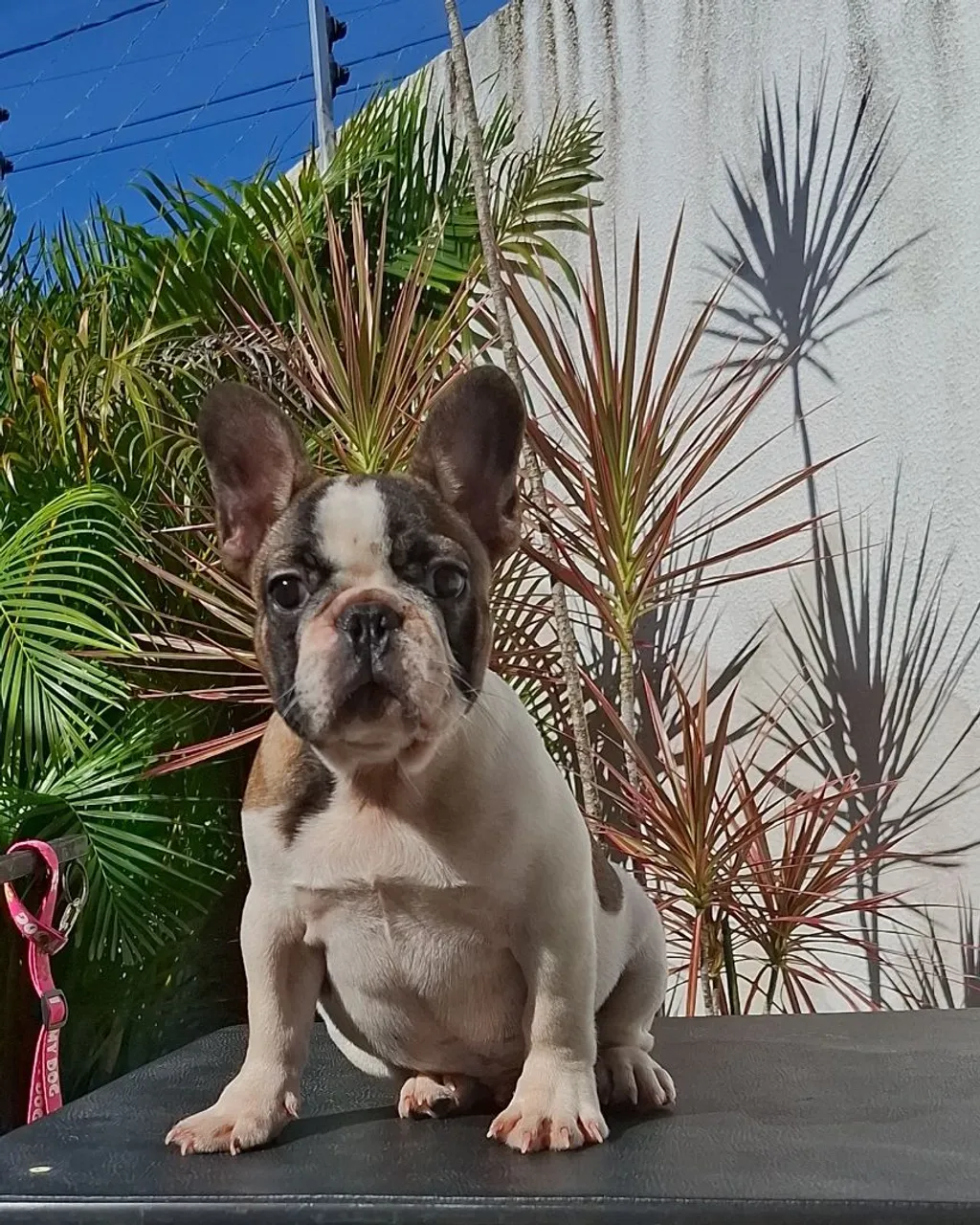 Filhote de Bulldog Francês