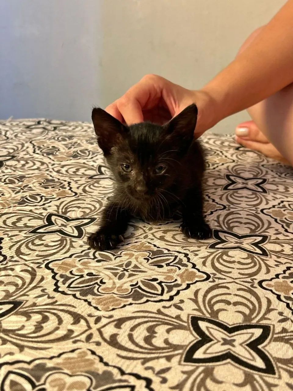 Gatinho Preto para Adoção - Foto 3