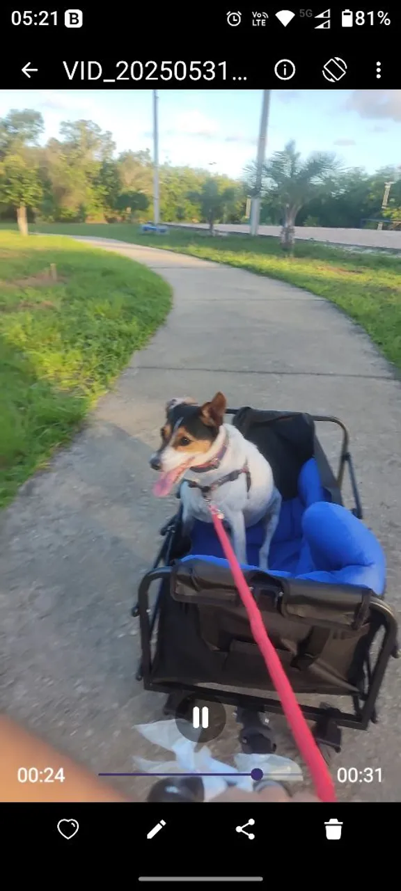 Carrinho camping de transporte para pet