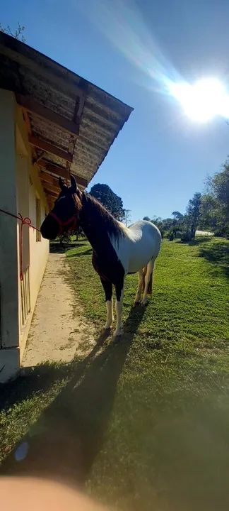 cavalo MANGALARGA MARCHADOR REGISTRADO - Foto 3