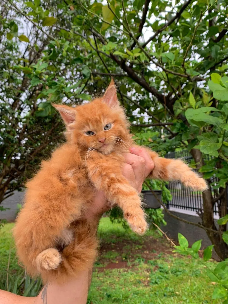 MAINE COON LARANJA MACHINHO