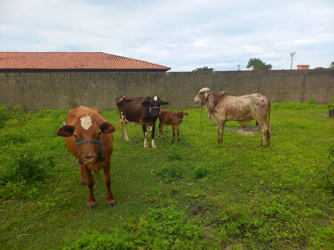 Vendo 6 animais  - Foto 2