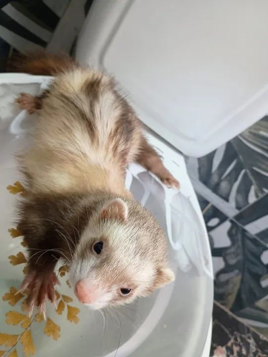 VENDO FURÃO (FERRET)