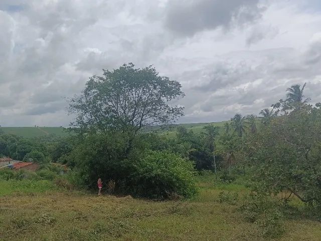 Terrenos  - Foto 2