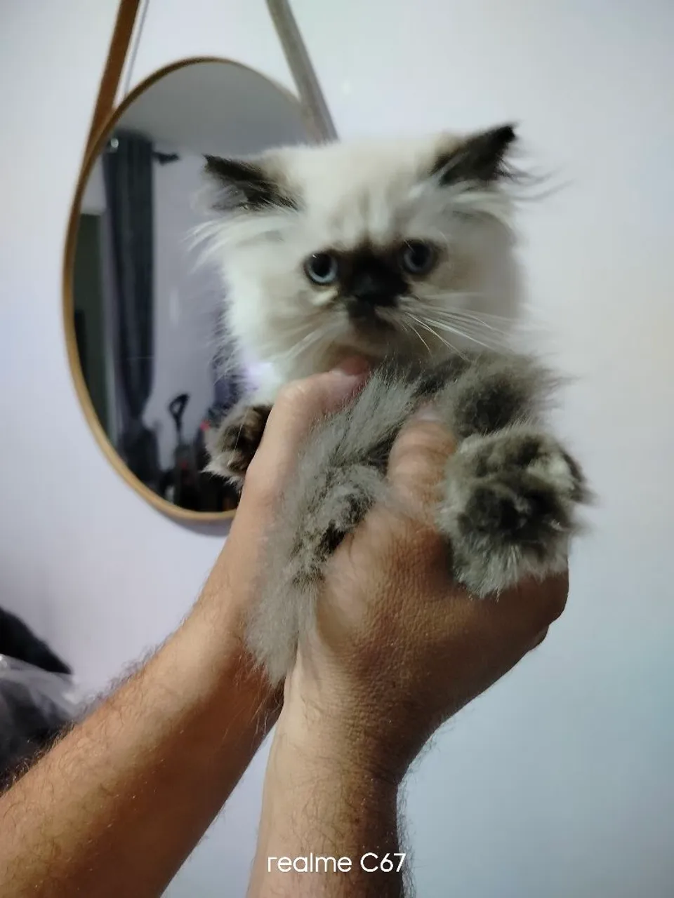 Gato Persa