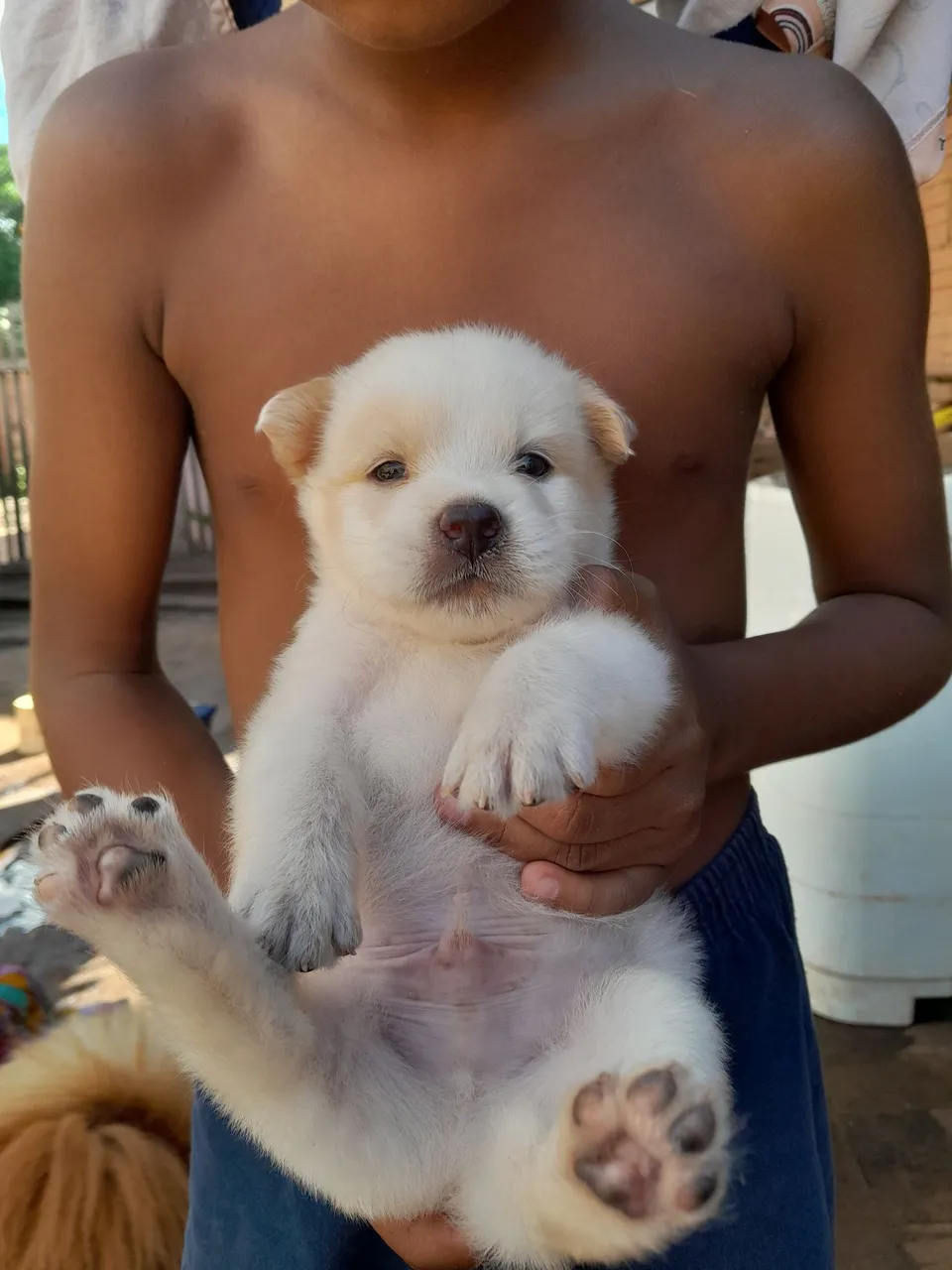 Filhote chow chow com border collie