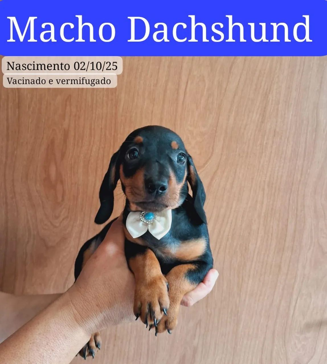 Basset macho  - Foto 2